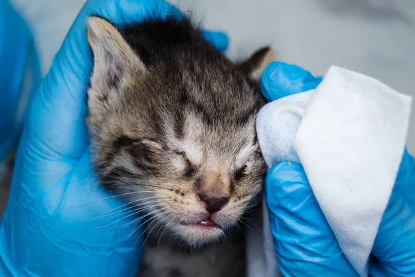 特別な目に感染した子猫を掃除する獣医 — ストック写真