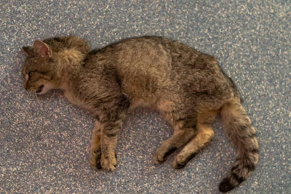 Gato sedado fraco na clínica veterinária — Fotografia de Stock