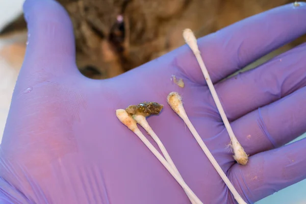 El veterinario sostiene en su mano los cogollos de algodón sucios después de e — Foto de Stock