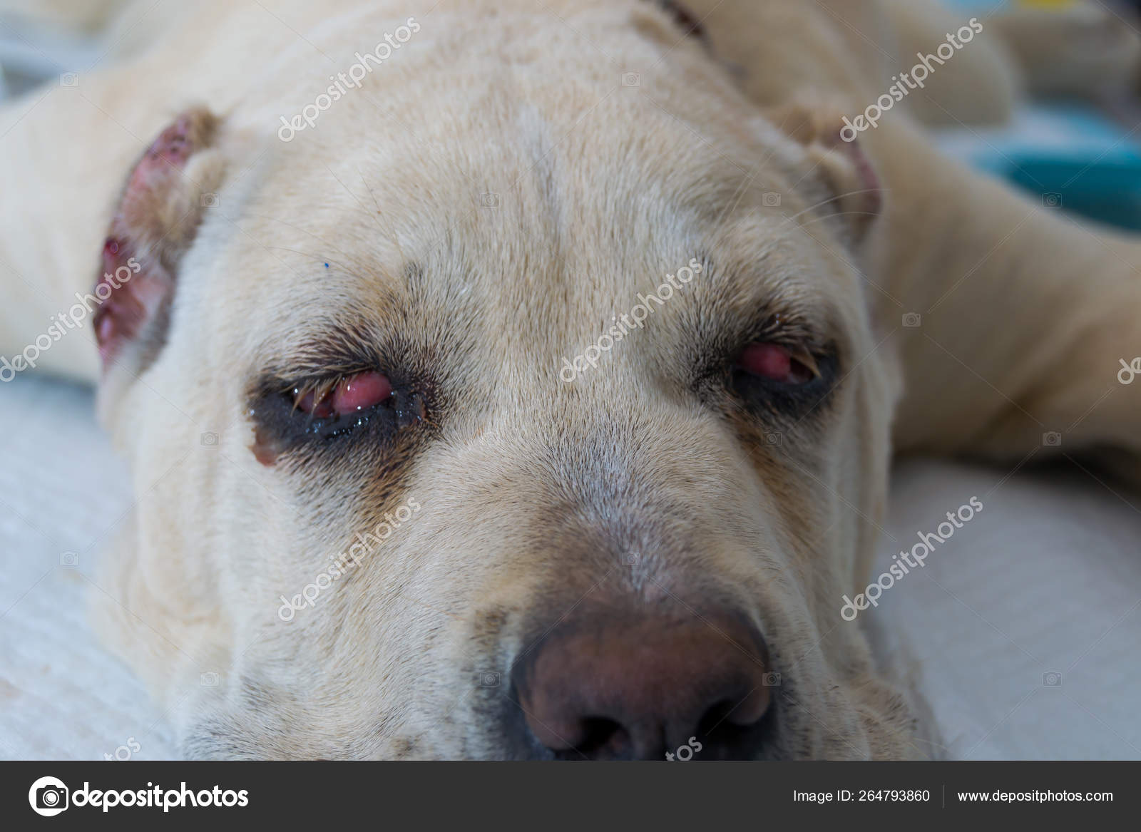 Cane Corso Dog Breed With Cherry Eye Stock Photo