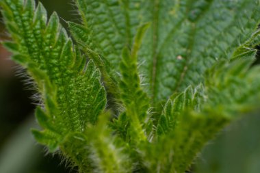 ilkbahar mevsiminde ısırgan yaprağının yakın çekim