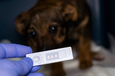 pozitif parvovirosis hızlı test ve pup ile bulanık arka plan
