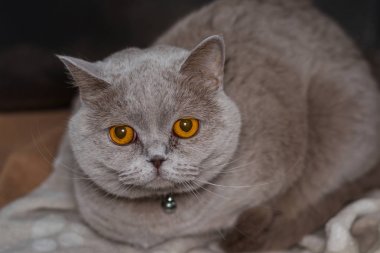 güzel gözleri ile İngiliz shorthair cins kedi