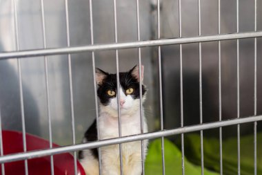 veteriner kliniğinde kafeste siyah beyaz kedi