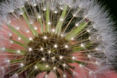 ilkbahar sezonunda karahindiba yakın çekim