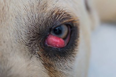 kiraz göz ile baston corso köpek ırkı 