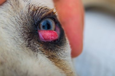 kiraz göz ile baston corso köpek ırkı 