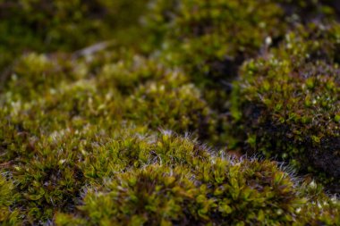 Yeşil yosun dokusu yakın çekim. Yosun arka plan