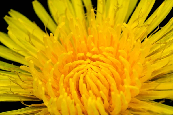 Mniszek kwitnący kwiat żółty zbliżenie — Zdjęcie stockowe
