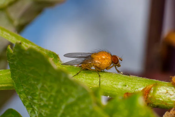 Mosca de la fruta amarillo-anaranjada con grandes ojos anaranjados, sobre superficie verde —  Fotos de Stock