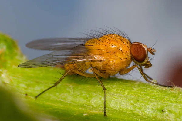 Mosca de la fruta amarillo-anaranjada con grandes ojos anaranjados, sobre superficie verde —  Fotos de Stock