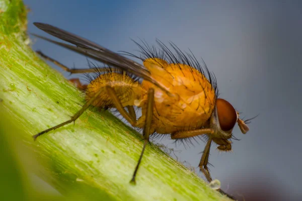 Yellow-orange fruit fly with big orange eyes, on  green surface