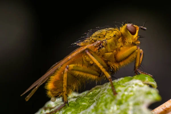 Geel-oranje fruitvlieg met grote oranje ogen, op felgroen — Stockfoto