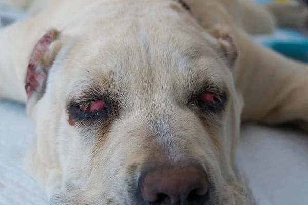 cane corso dog breed with cherry eye