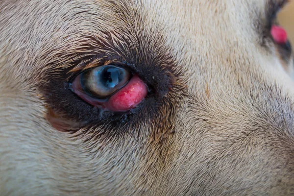 Caña corso perro raza con ojo de cereza — Foto de Stock