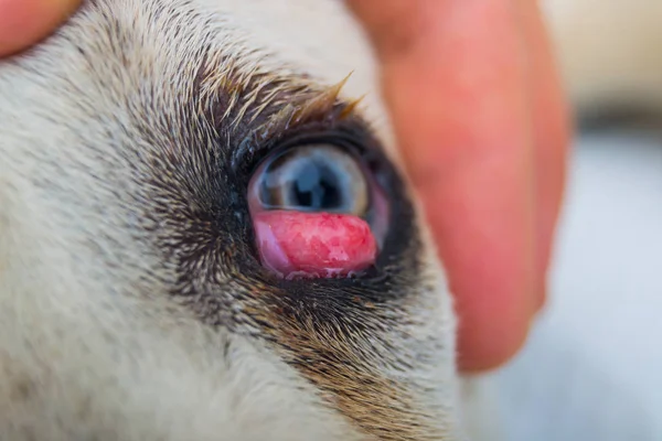 Caña corso perro raza con ojo de cereza — Foto de Stock