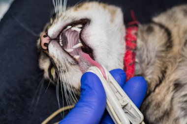 Spo2 duri izlemek için bağlı lingual prob ile yatıştırıcı kedi