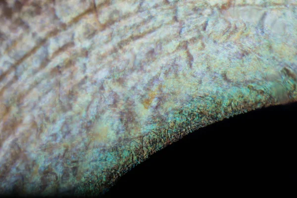 Extremes Makro eines Katzenauges, einer Iris und eines Teils der Pupille — Stockfoto