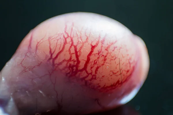 Foto macro de um gato superfície de testículo vasos sanguíneos — Fotografia de Stock
