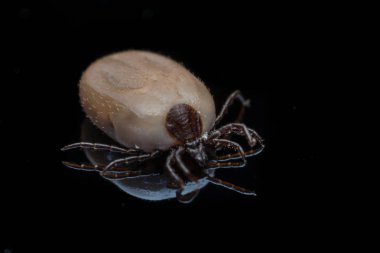 Makro ve siyah arka planda kene