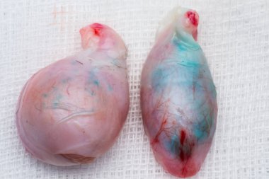 Beyaz yüzeyde kedi testisleri. Sağ tarafta cryptorchid testisve sol tarafta normal testis.