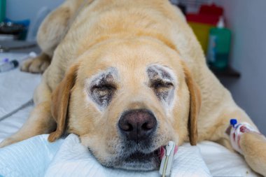 Büyük köpek Labrador retriever cins veteriner kliniğinde entropion cerrahisi için hazırlanmıştır. Spo2 sensörü kandaki oksijen seviyesini izlemek için dilin bağlı olduğu. 