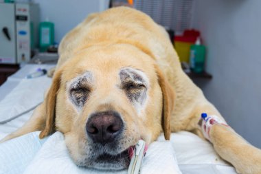 Büyük köpek Labrador retriever cins veteriner kliniğinde entropion cerrahisi için hazırlanmıştır. Spo2 sensörü kandaki oksijen seviyesini izlemek için dilin bağlı olduğu. 