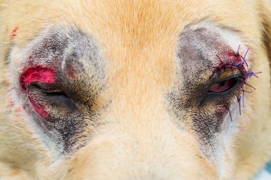 Labrador retriever köpek ırkında entropion cerrahisi