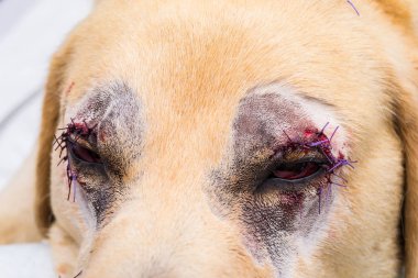 Entropion cerrahisi sonrası veteriner kliniğinde labrador retriever.