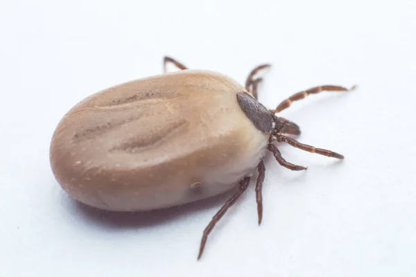 Zecca Isolata Sfondo Bianco — Foto Stock