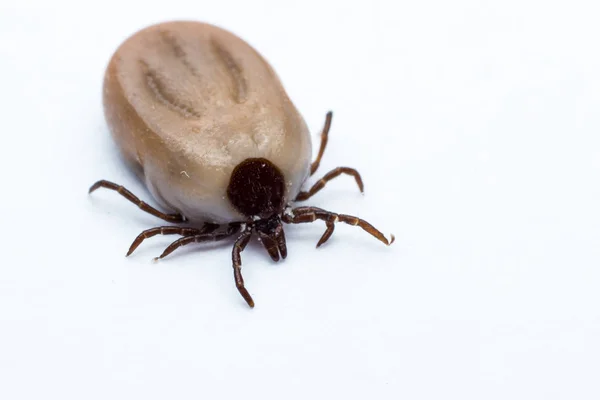 Garrapata Aislada Sobre Fondo Blanco — Foto de Stock