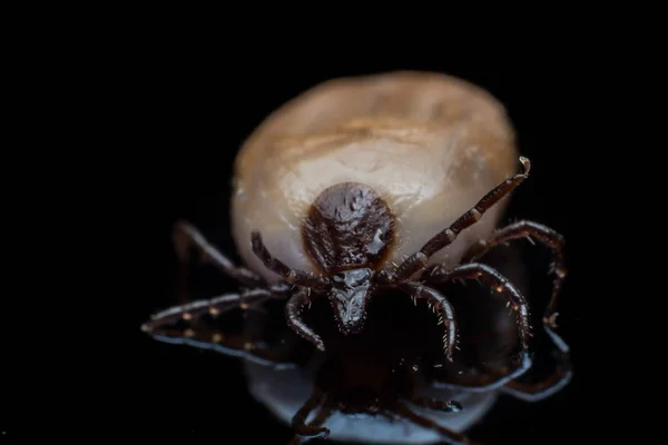 Makro ve siyah arka planda kene