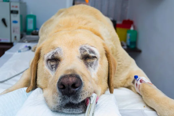 Large dog Labrador retriever breed is prepared for entropion surgery at the veterinary clinic. The SPO2 sensor is attached to the tongue to monitor de oxygen level from blood.