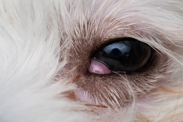 Glândula Lacrimal Prolapso Close Cão Cão Com Olho Cereja — Fotografia de Stock