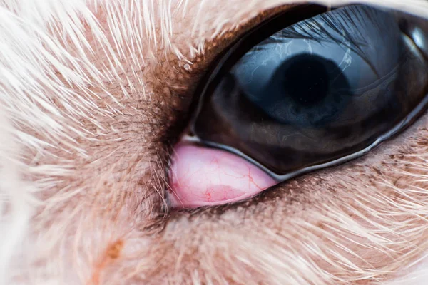 狗特写中脱垂的乳胶腺 有樱桃眼的狗 — 图库照片