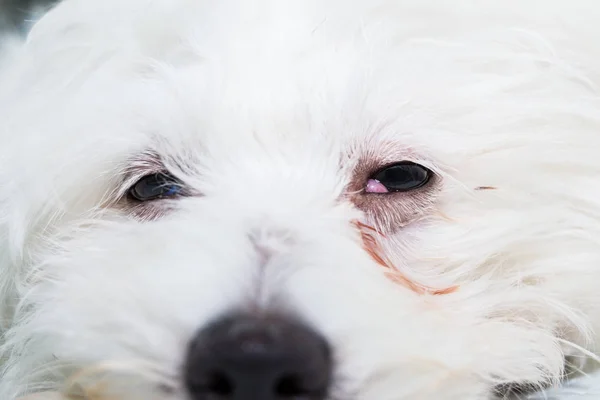 small white dog with cherry eye at the veterinary clinic