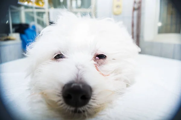 small white dog with cherry eye at the veterinary clinic