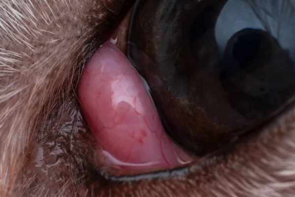犬クローズアップで脱出したラクリマル腺 桜の目を持つ犬 — ストック写真