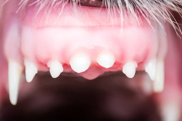 Köpek dişleri değişiyor. İlk kalıcı kesici dişler orta ve süt dişleri veya yaprak döken dişler patlak verdi. 4 aylıkken yavru dişler