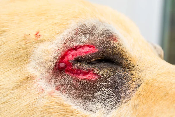 Labrador Retriever Köpek Irkında Entropion Cerrahisi — Stok fotoğraf