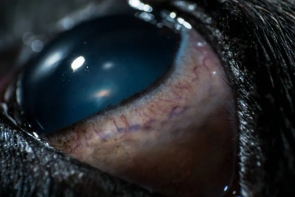 old dog eye with cataracts