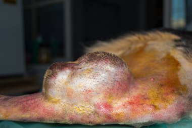 bir köpeğin bacağında büyük tümör