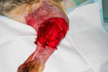 tümör çıkarma ameliyatı sonrası bir köpeğin bacağı