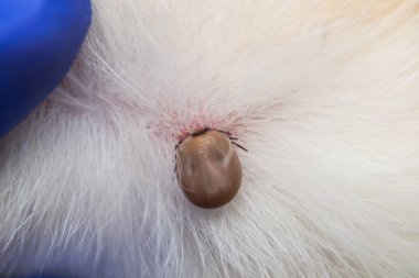 köpek derisine bağlı bir kenenin yakın çekim fotoğrafı