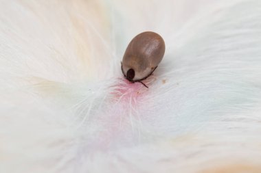 köpek derisine bağlı bir kenenin yakın çekim fotoğrafı