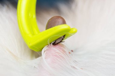 kene sökücü aracı ile kedi veya köpek derisinden kene çıkarma