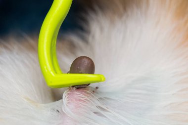 kene sökücü aracı ile kedi veya köpek derisinden kene çıkarma