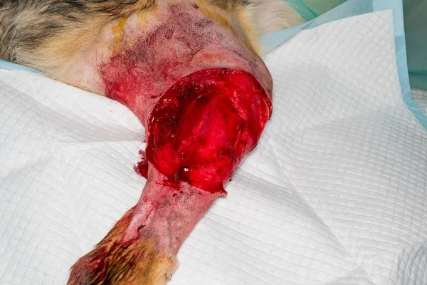 Tümör çıkarma ameliyatı sonrası bir köpeğin bacağı — Stok fotoğraf