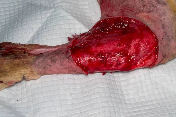 La jambe d'un chien après l'ablation de la tumeur chirurgie — Photo