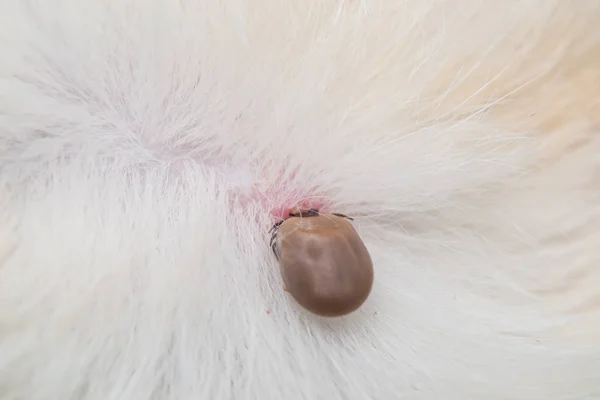 Close-up foto van een teek aan de huid van de hond — Stockfoto